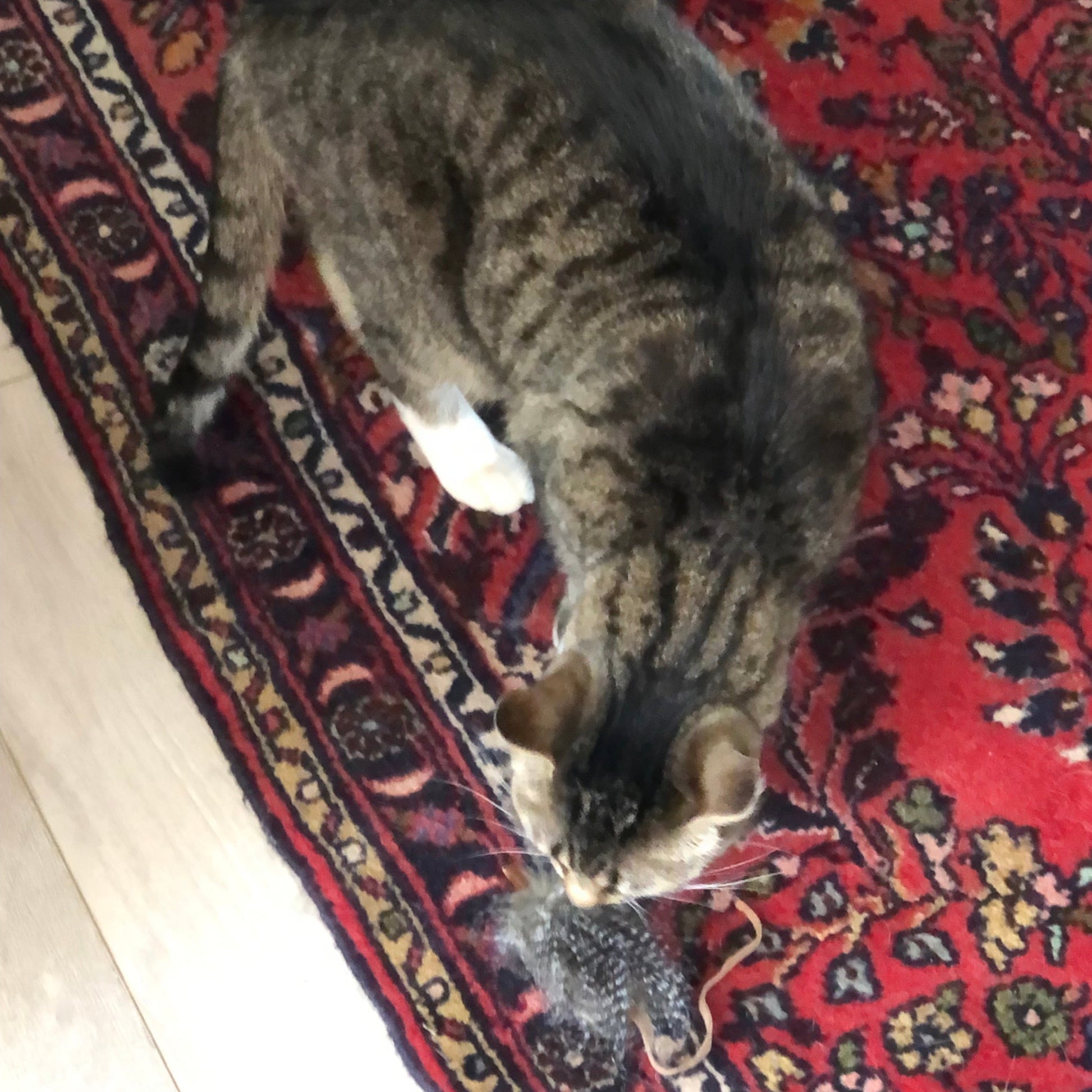 KitKat the Tabby cat playing with the faux fur mouse in her mouth, she loves it!