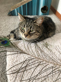 closeup of cute tabby cat KitKat playing peacock feather on beige, carpeted, dome shaped cat scratcher that sits on the floor, 17" long