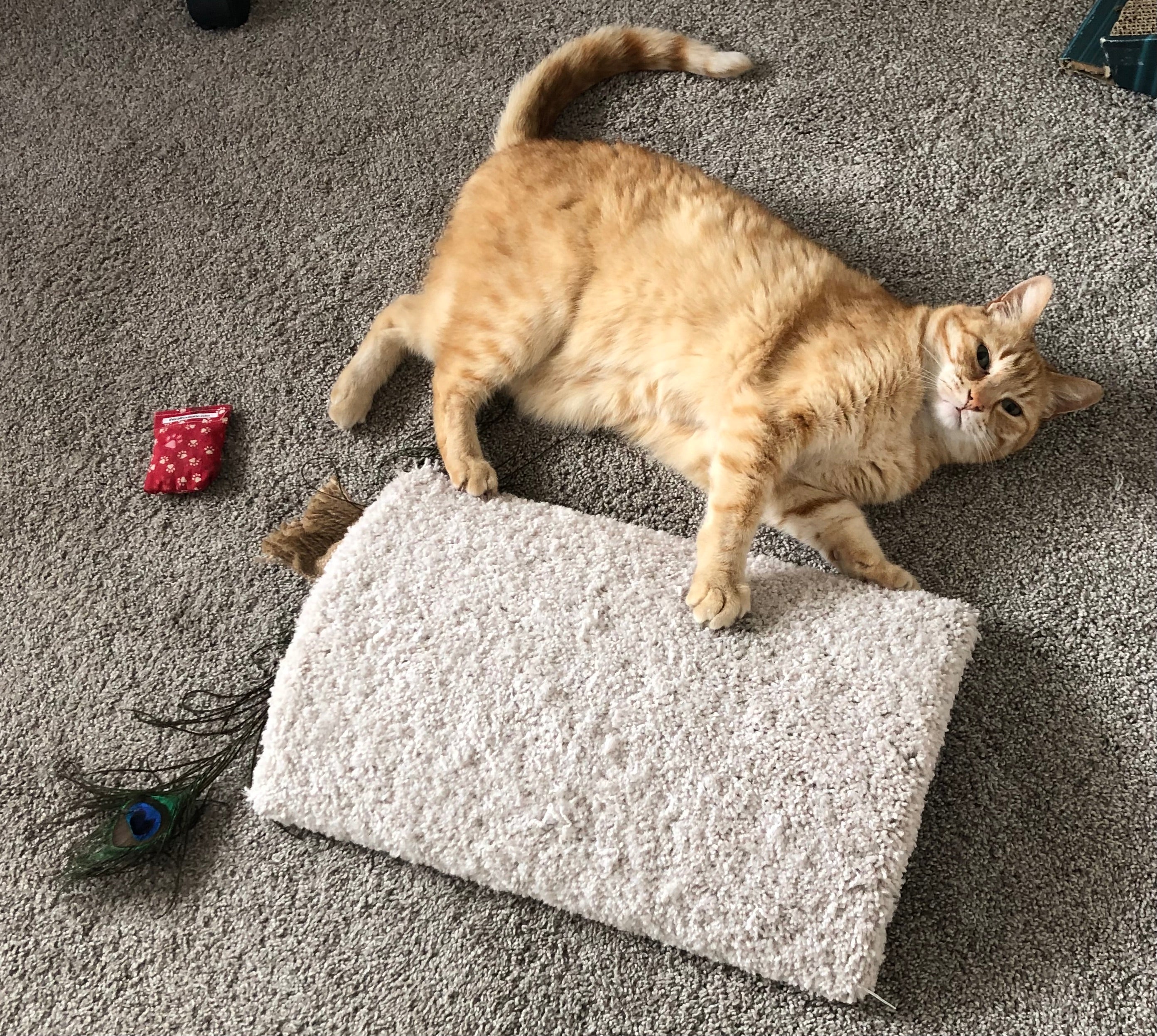 cute orange cat Finney playing with his toys on beige, carpeted, dome shaped cat scratcher that sits on the floor, 17" long