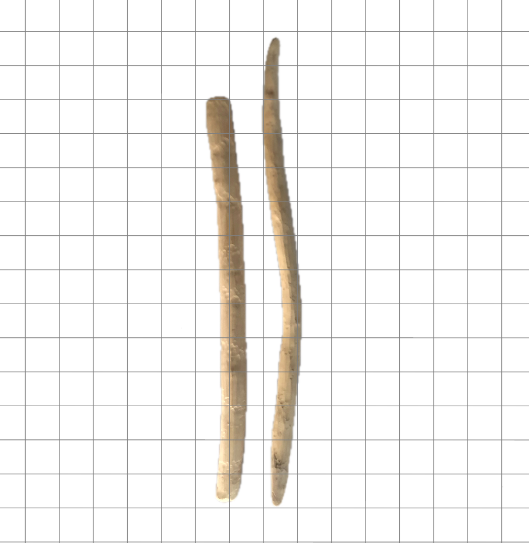 A couple of sticks of Honeysuckle wood, pieces range in shape, size and weight in the 40g range, seen here against a 1" grid for reference.