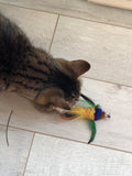 KitKat the tabby cat playing with the multicoloured bird toy. so cute! We're not kitten around, it's a favourite.