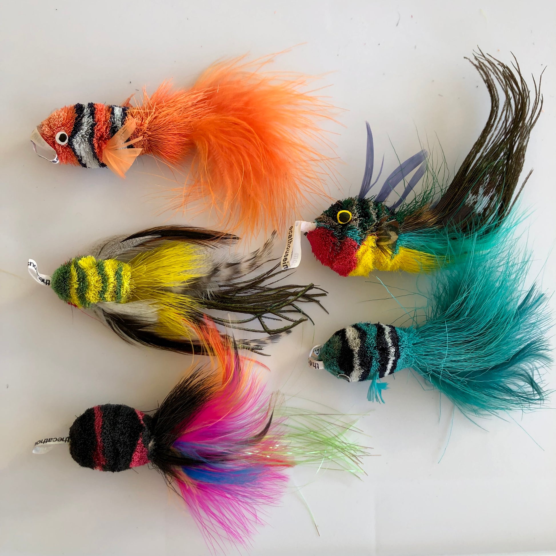 a school of 5 kitty bait fish, variety of colours and feather tails