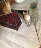 Finney the orange cat and KitKat the tabby checking out peacock feathers for the first time - very interested!