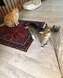 KitKat the tabby cat smells the peacock feather as Finney the orange cat watches. so cute!