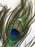 closeup of single peacock feather, beautiful colours and texture