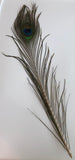 single peacock feather