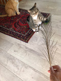 KitKat the tabby cat batting around peacock feather with her front paws. fun!