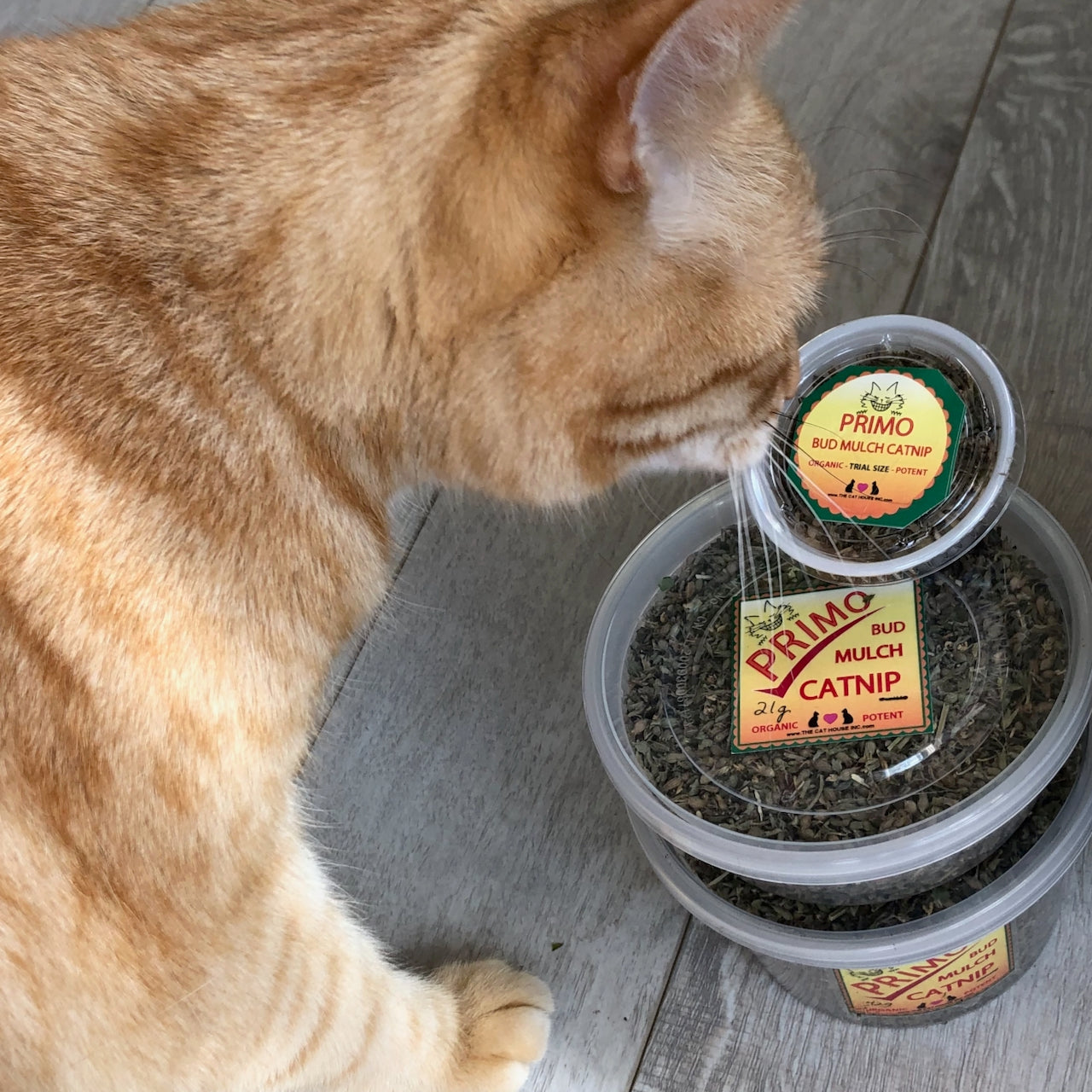 cute orange cat Finney checking out the primo bud catnip