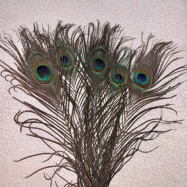 five pack of peacock feathers spread out